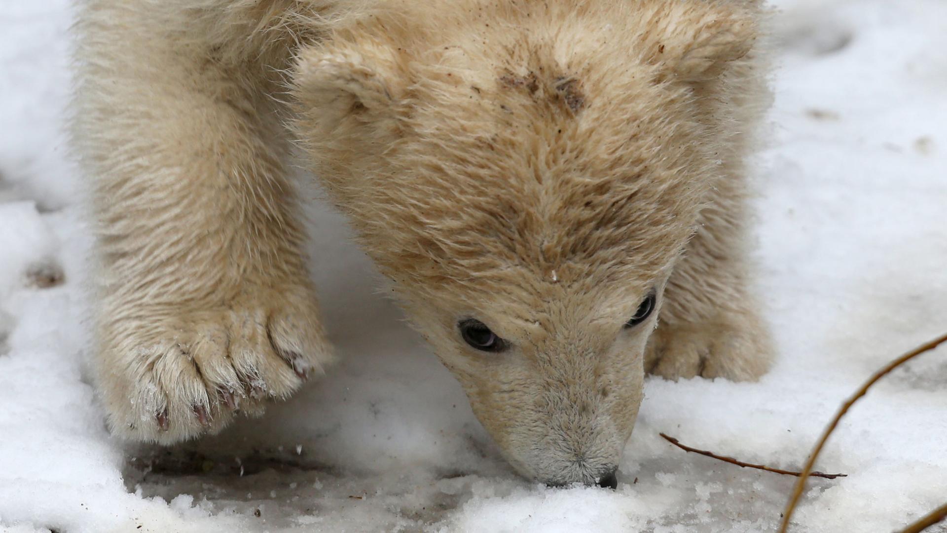 Bei seiner feierlichen Taufe auf den Namen "Fiete" lernt der im Dezember 2014 geborene Eisbären-Junge am 31.03.2015 im Zoo in Rostock (Mecklenburg-Vorpommern) zum ersten Mal Schnee kennen. Für die Namensuche waren beim Zoo rund 3.000 Briefe, Mails und Anrufe eingegangen.