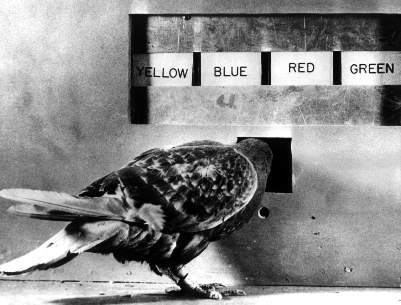 Ein Vogel bei einem Versuch des amerikanischen Psychologen und Verhaltensforschers Burrhus Frederic Skinner. Ein Vogel bei einem Versuch des amerikanischen Psychologen und Verhaltensforschers Burrhus Frederic Skinner.