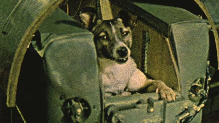Die Hündin Laika vor dem Start in den Weltraum Die Hündin Laika vor dem Start in den Weltraum