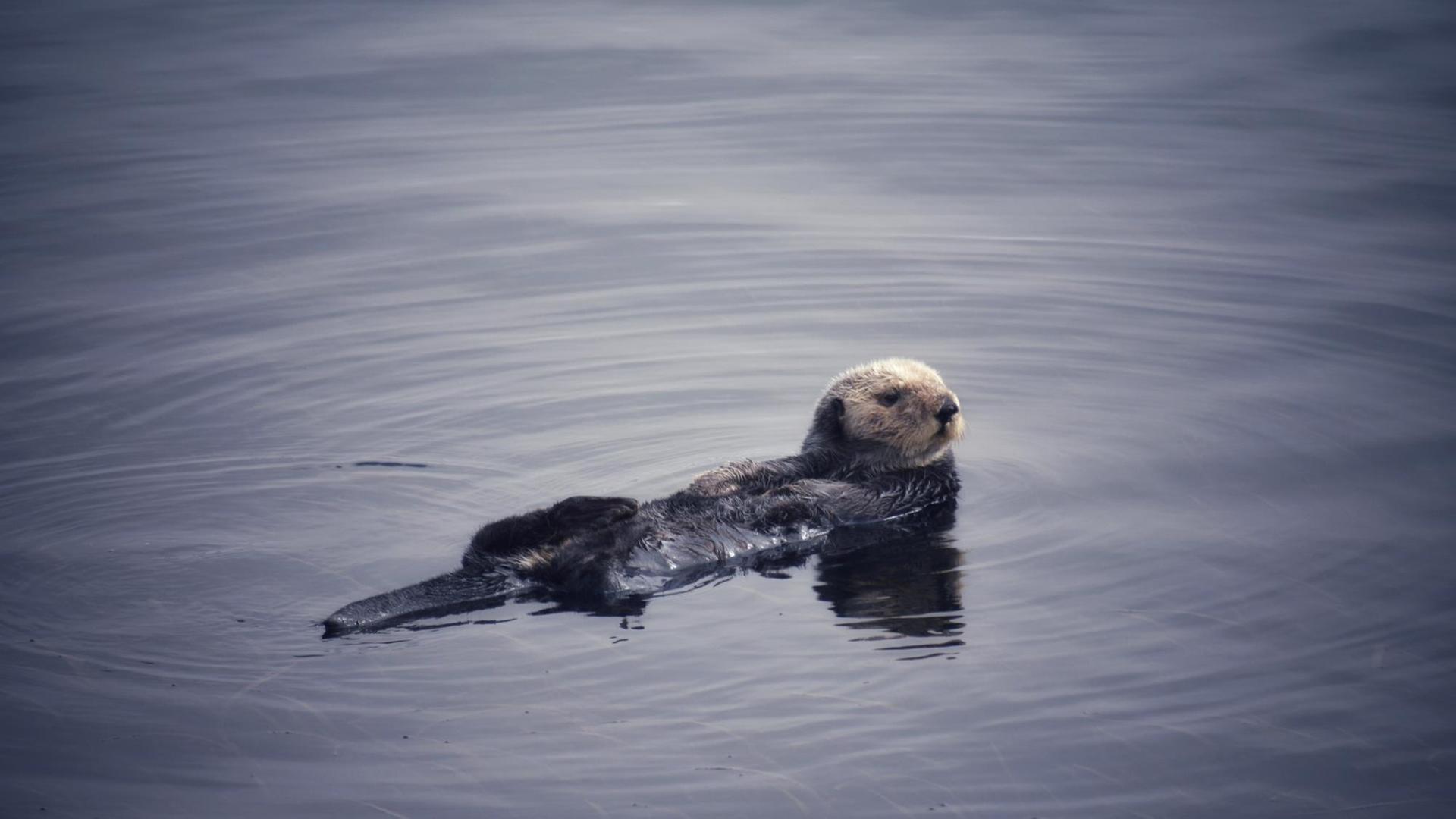 Ein Otter schwimmt mit dem Bauch nach oben auf dem Wasser.