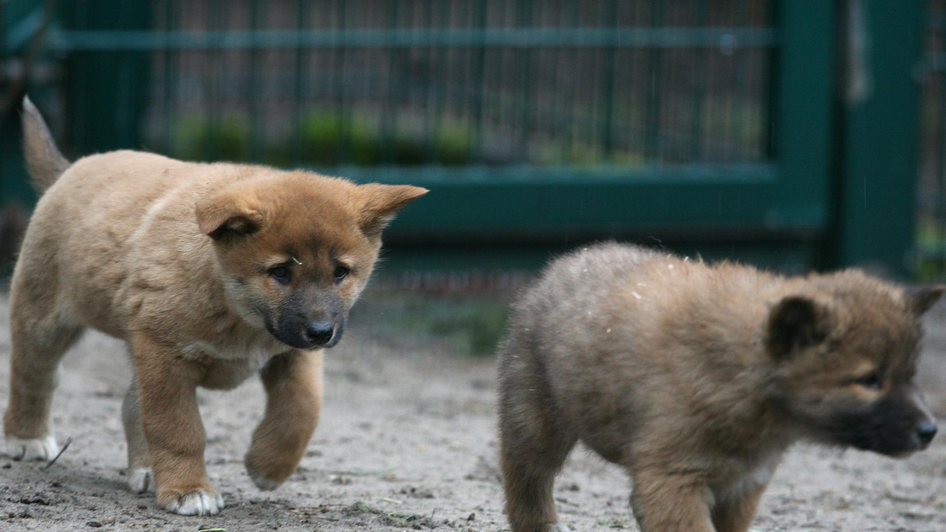 Zwei kleine Dingowelpen laufen am Dienstag (28.02.2012) im Tierpark Friedrichsfelde in Berlin durch ihr Gehege. Insgesamt vier Jungtiere wurden bei den Dingos am 03. Januar geboren. Dingos sind verwilderte Haushunde, und gelten als einziges wildlebendes Raubtier Australiens, das kein Beuteltier ist. Zwei kleine Dingowelpen laufen am Dienstag (28.02.2012) im Tierpark Friedrichsfelde in Berlin durch ihr Gehege. Insgesamt vier Jungtiere wurden bei den Dingos am 03. Januar geboren. Dingos sind verwilderte Haushunde, und gelten als einziges wildlebendes Raubtier Australiens, das kein Beuteltier ist.