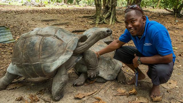 Seychellen - Ranger mit Aldabra-Riesenschildkröten auf Curieuse Island