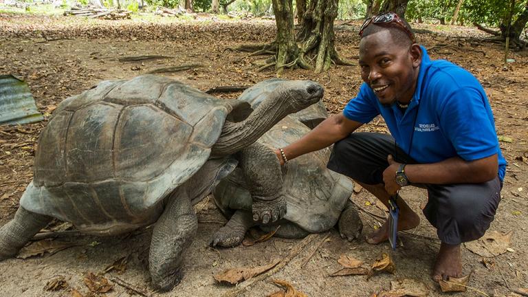 Seychellen - Ranger mit Aldabra-Riesenschildkröten auf Curieuse Island Seychellen - Ranger mit Aldabra-Riesenschildkröten auf Curieuse Island