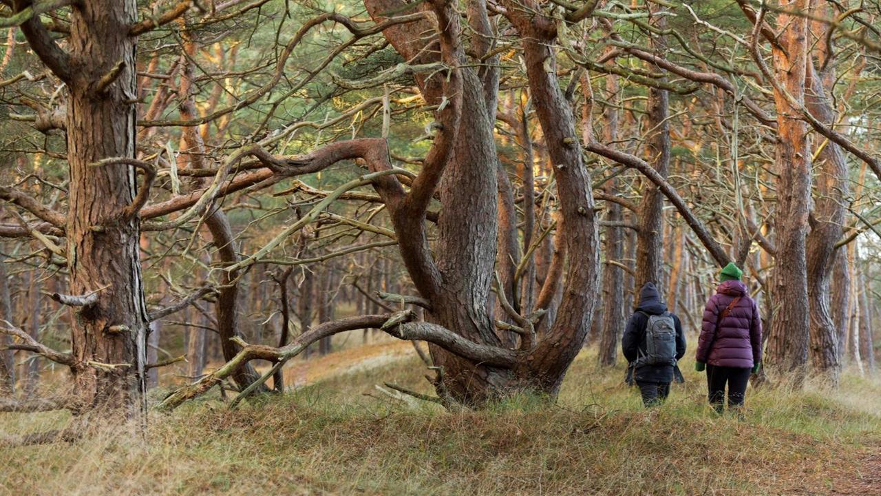 Wanderer zwischen grotesk gewachsenen Bäumen auf Rügen