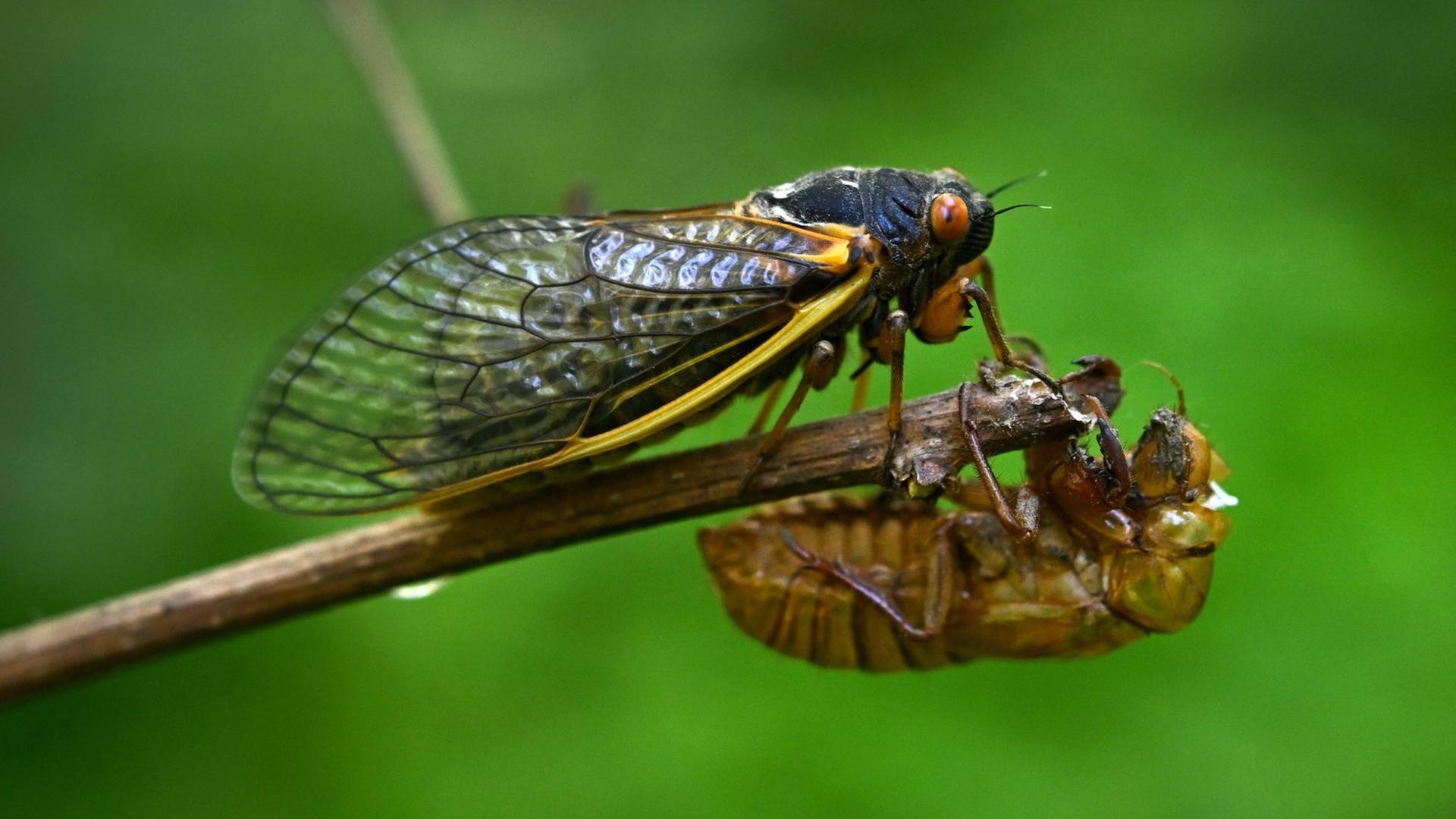 Insekten Zikaden schlüpfen nach 17 Jahren aus dem Boden