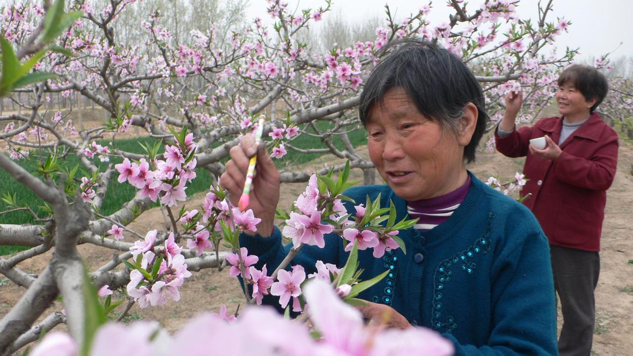 Chinesische Farmer bestäuben am 05.04.2010 händisch die Aprikosenblüten auf einer Obstbaumplantage in Kaifeng in der zentralchinesischen Provinz Henan. Chinesische Farmer bestäuben am 05.04.2010 händisch die Aprikosenblüten auf einer Obstbaumplantage in Kaifeng in der zentralchinesischen Provinz Henan.