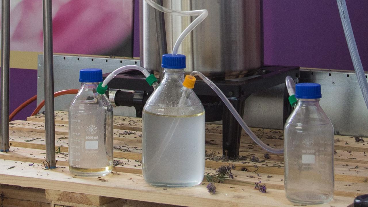 Für eine Probedestillation in der Lavendel-Manufaktur Detmold sind drei Flaschen untereinander mit Schläuchen verbunden: Nach links fließt das reine Lavendelöl und nach rechts das Wasser. Für eine Probedestillation in der Lavendel-Manufaktur Detmold sind drei Flaschen untereinander mit Schläuchen verbunden: Nach links fließt das reine Lavendelöl und nach rechts das Wasser.