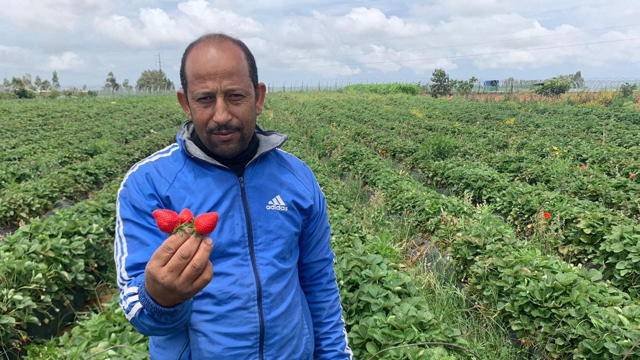 Ein Mann in blauer Sportjacke steht auf einem großen Erdbeerfeld und hält drei Erdbeeren in der rechten Hand.