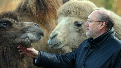 Der Direktor des Frankfurter Zoos, Manfred Niekisch, mit Kamelen.
