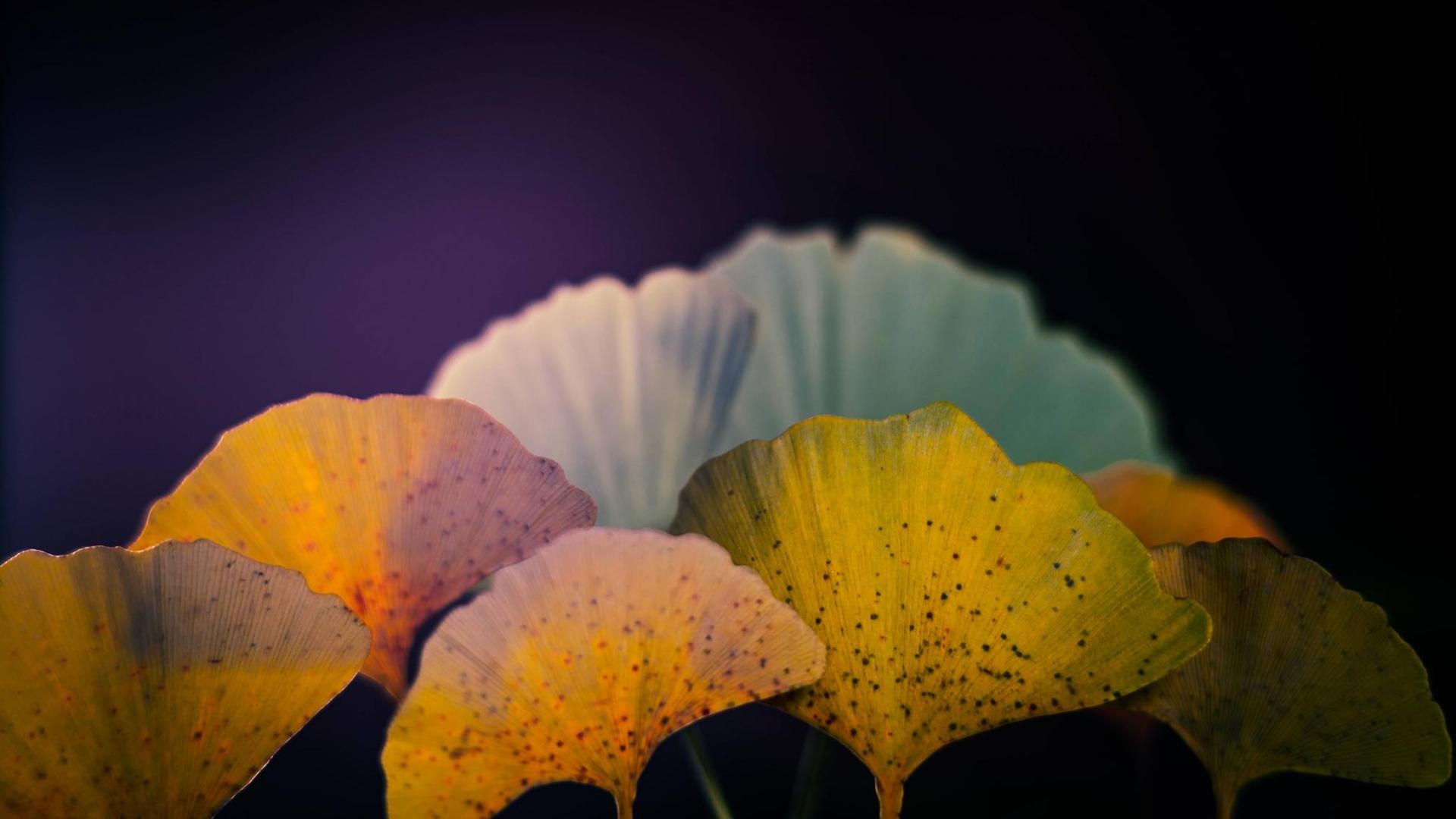 In unterschiedlichen Farben sind einige Gingkoblätter vor einem dunklen Hintergrund aufgefächert. In unterschiedlichen Farben sind einige Gingkoblätter vor einem dunklen Hintergrund aufgefächert.