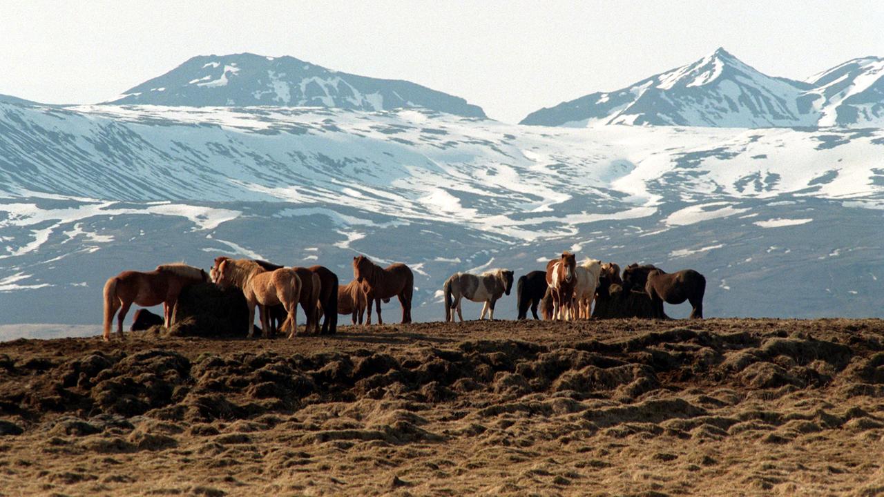 Islandpferde stehen vor dem Panorama des Lanjgökull-Gletschers Islandpferde stehen vor dem Panorama des Lanjgökull-Gletschers
