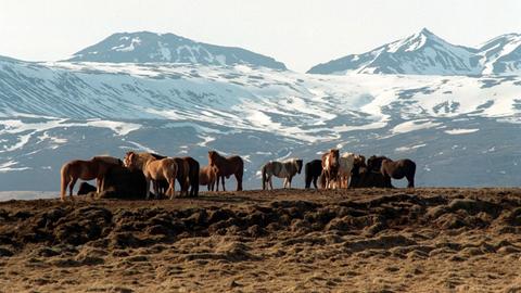 Islandpferde stehen vor dem Panorama des Lanjgökull-Gletschers