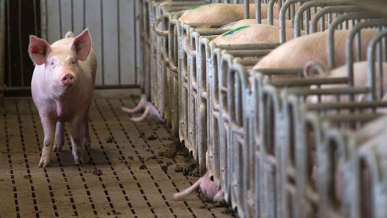 Eine Zuchtsau steht am in einem Schweinemastbetrieb vor Boxen, in denen weitere Tiere sind.