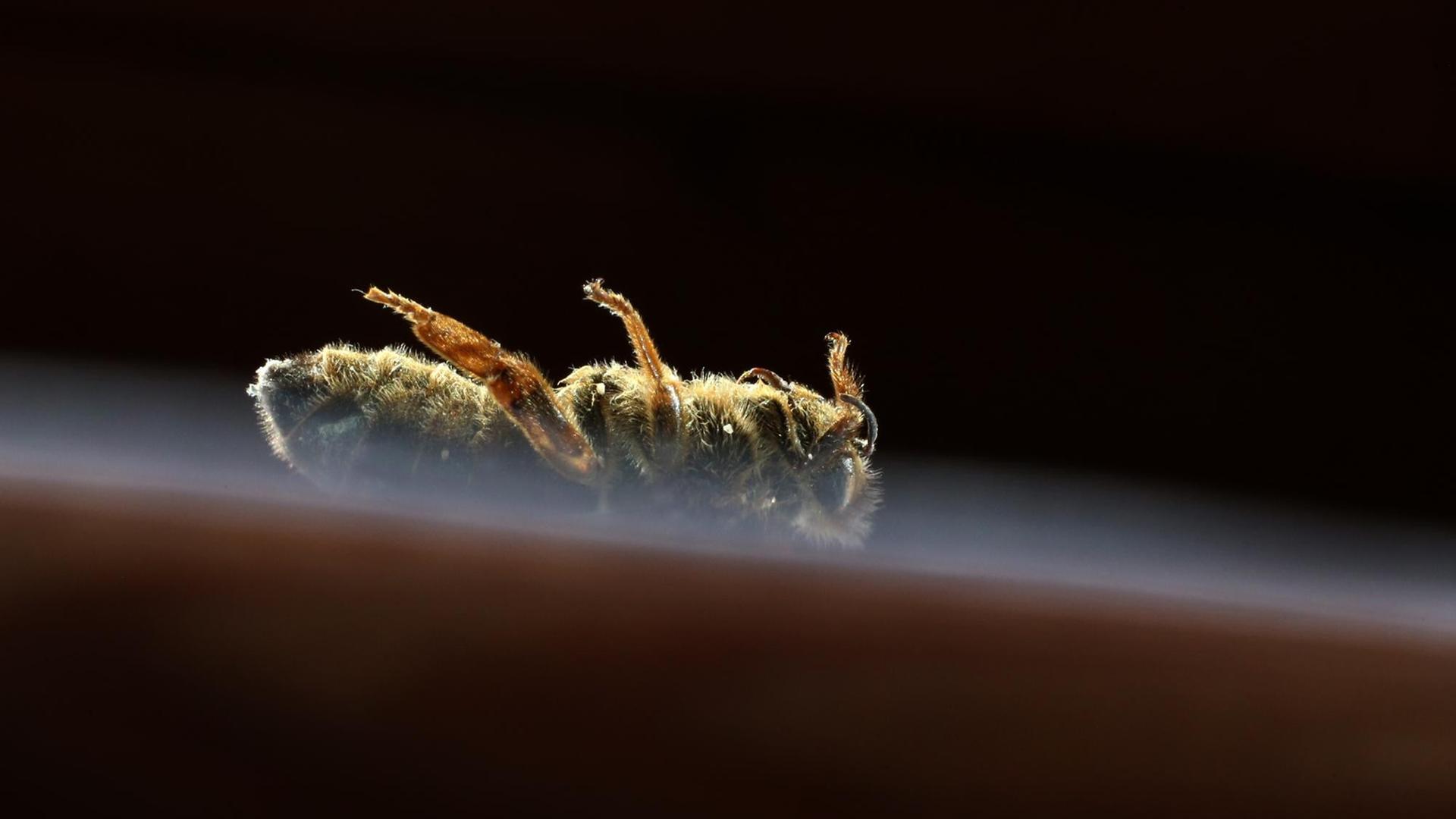 Eine tote Bienenkönigin mit einer roten Markierung auf dem Rücken liegt am Boden auf einem Blatt Papier. Eine tote Bienenkönigin mit einer roten Markierung auf dem Rücken liegt am Boden auf einem Blatt Papier.