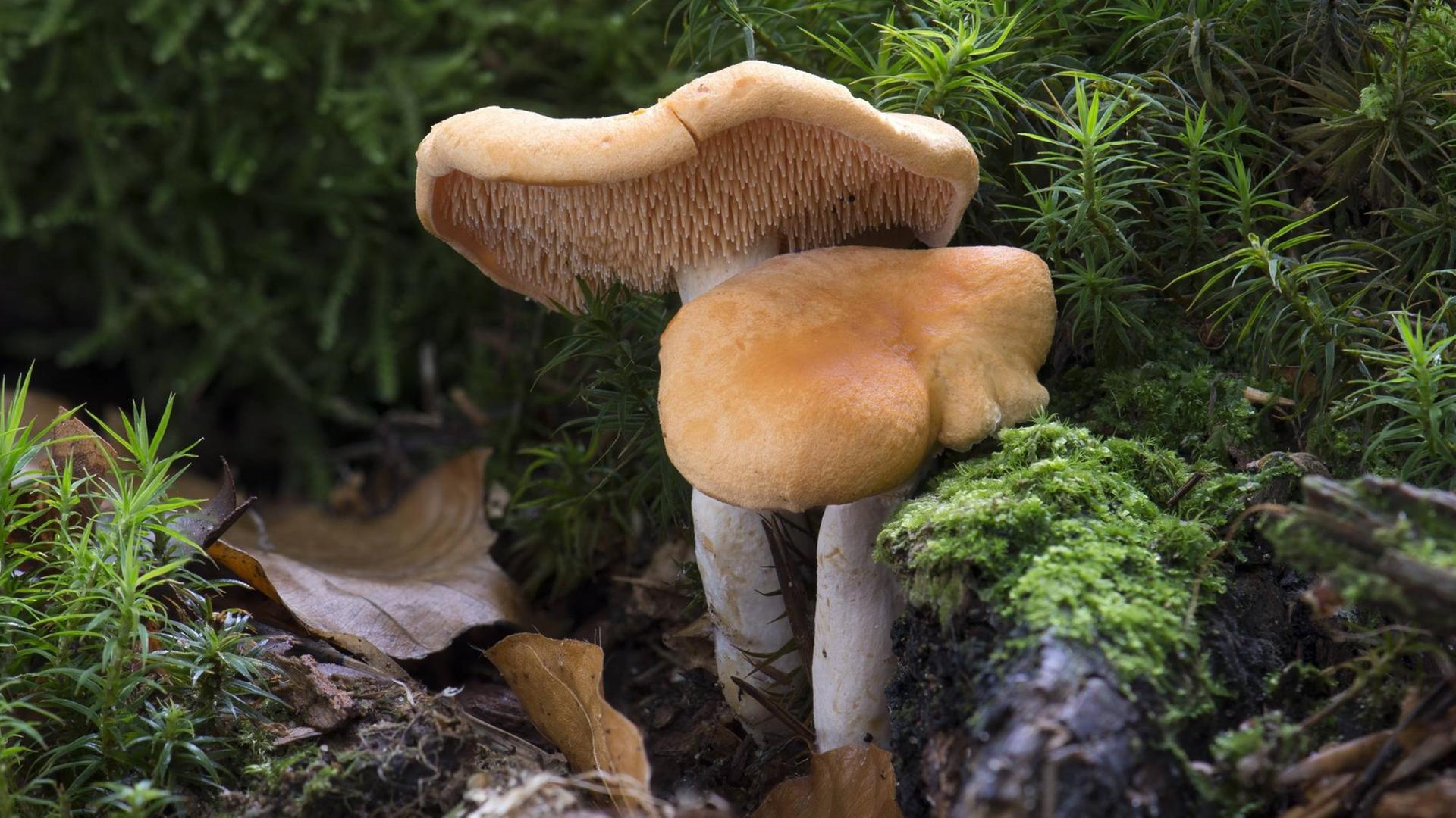 Ein Semmelstoppelpilz (Hydnum repandum var rufescens) im Mönchbruchwald in Rüsselsheim (Hessen) Ein Semmelstoppelpilz (Hydnum repandum var rufescens) im Mönchbruchwald in Rüsselsheim (Hessen)