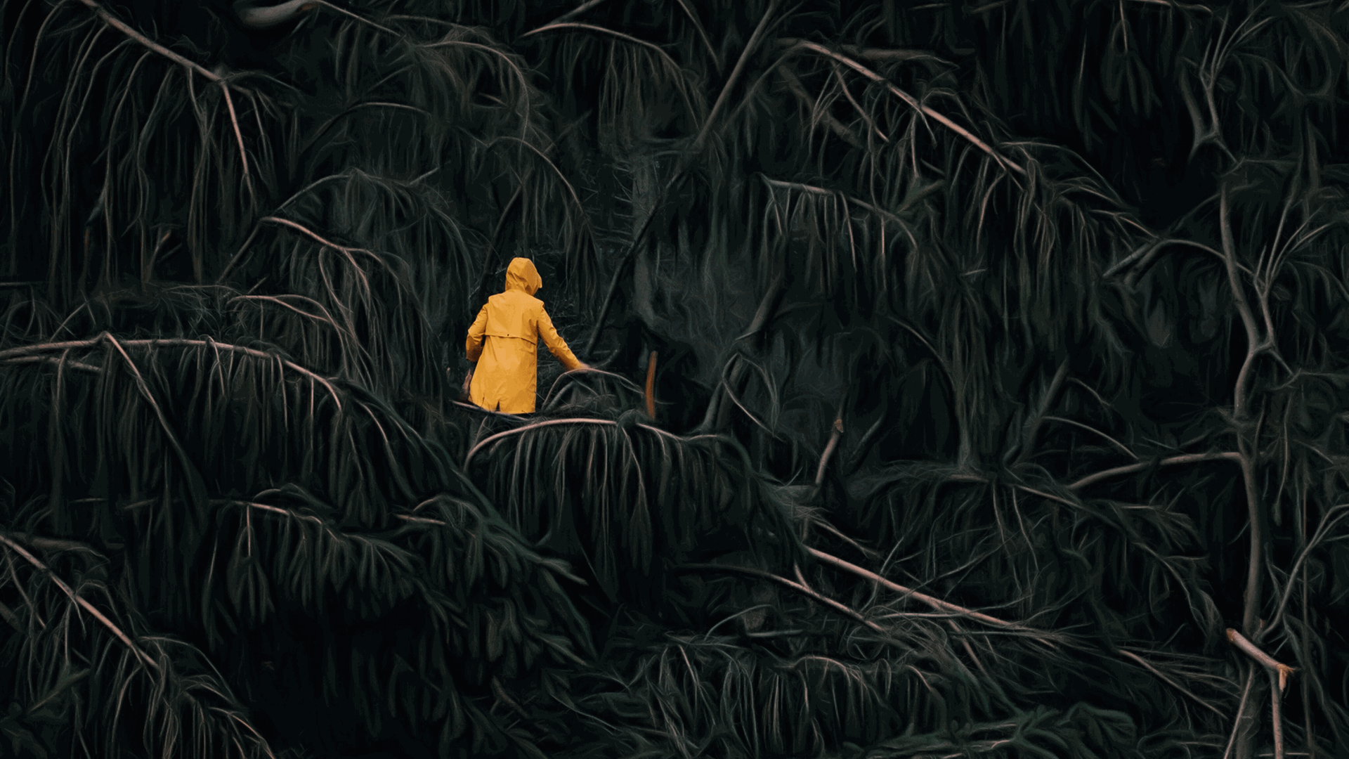 Humanoid Nature ist ein Titel der heutigen Kurzstrecke. Zu sehen: Eine Frau von hinten in einem gelben Regenmantel geht durch den Regenwald. Humanoid Nature ist ein Titel der heutigen Kurzstrecke. Zu sehen: Eine Frau von hinten in einem gelben Regenmantel geht durch den Regenwald.