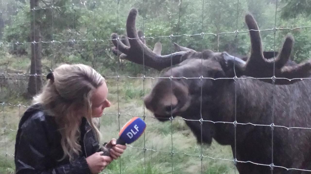 Reporterin mit Mikro und einem Elch Reporterin mit Mikro und einem Elch