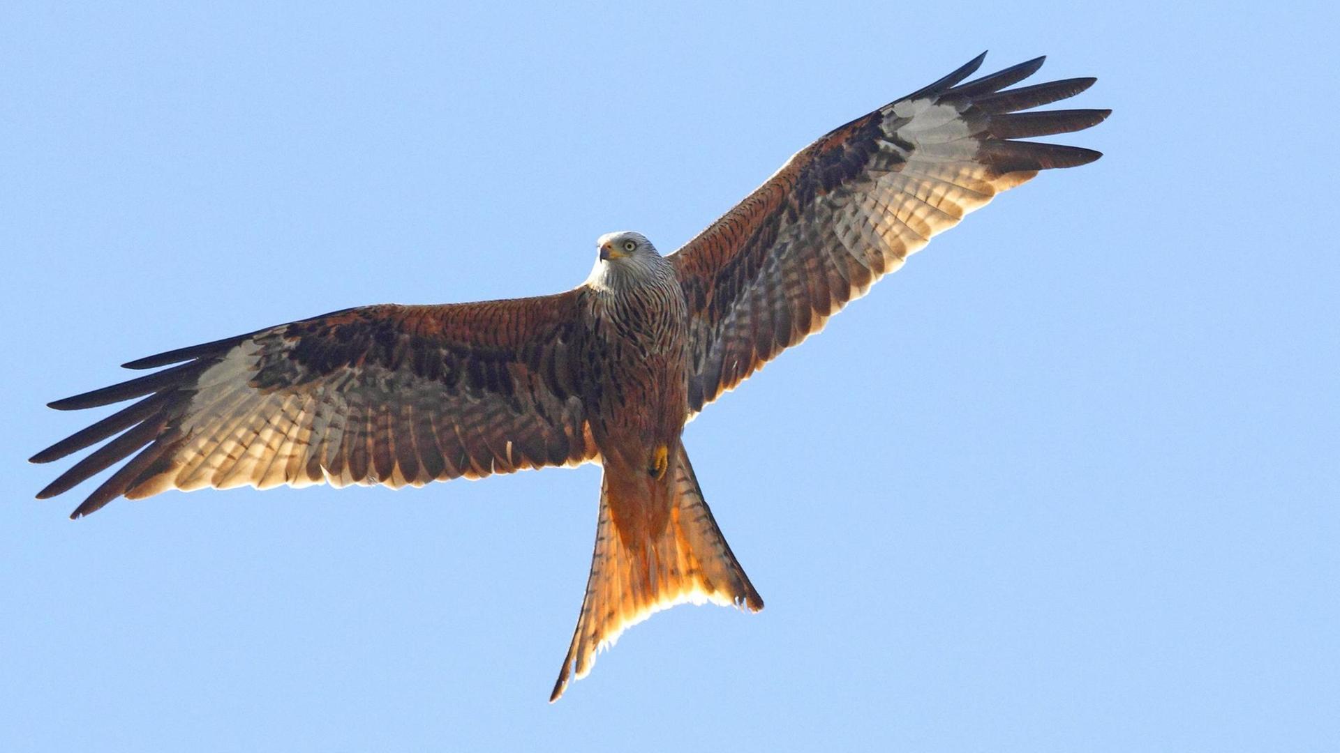 Ein Rotmilan (Milvus milvus) im Flug. In Deutschland brüten noch 25.000 Paare. Ein Rotmilan (Milvus milvus) im Flug. In Deutschland brüten noch 25.000 Paare.