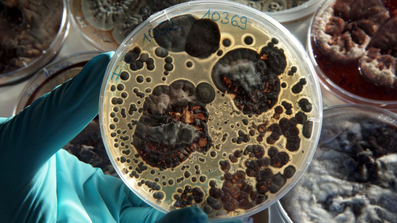 Antibiotische Wirkstoffe produziert dieser Pinsel-Schimmelpilz (Penicillium) im Jugendstadium. Antibiotische Wirkstoffe produziert dieser Pinsel-Schimmelpilz (Penicillium) im Jugendstadium.