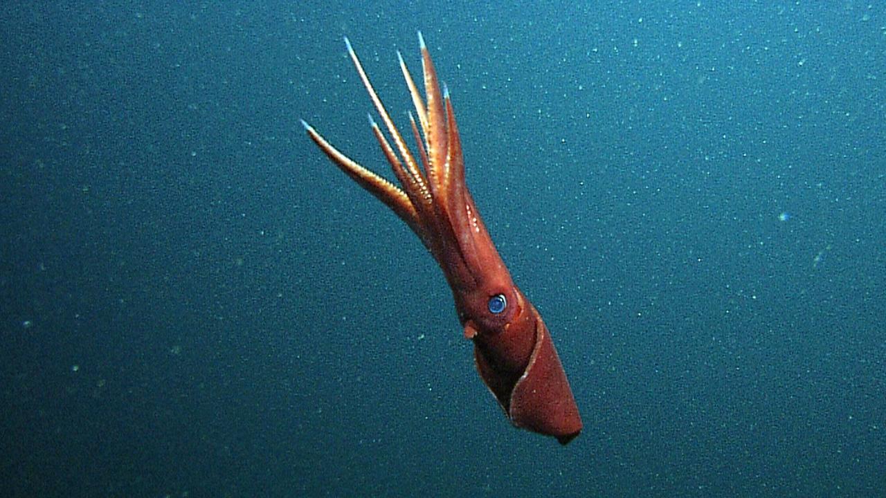 Tintenfisch in der Tiefsee, fotografiert in 854 Metern Tiefe. Tintenfisch in der Tiefsee, fotografiert in 854 Metern Tiefe.