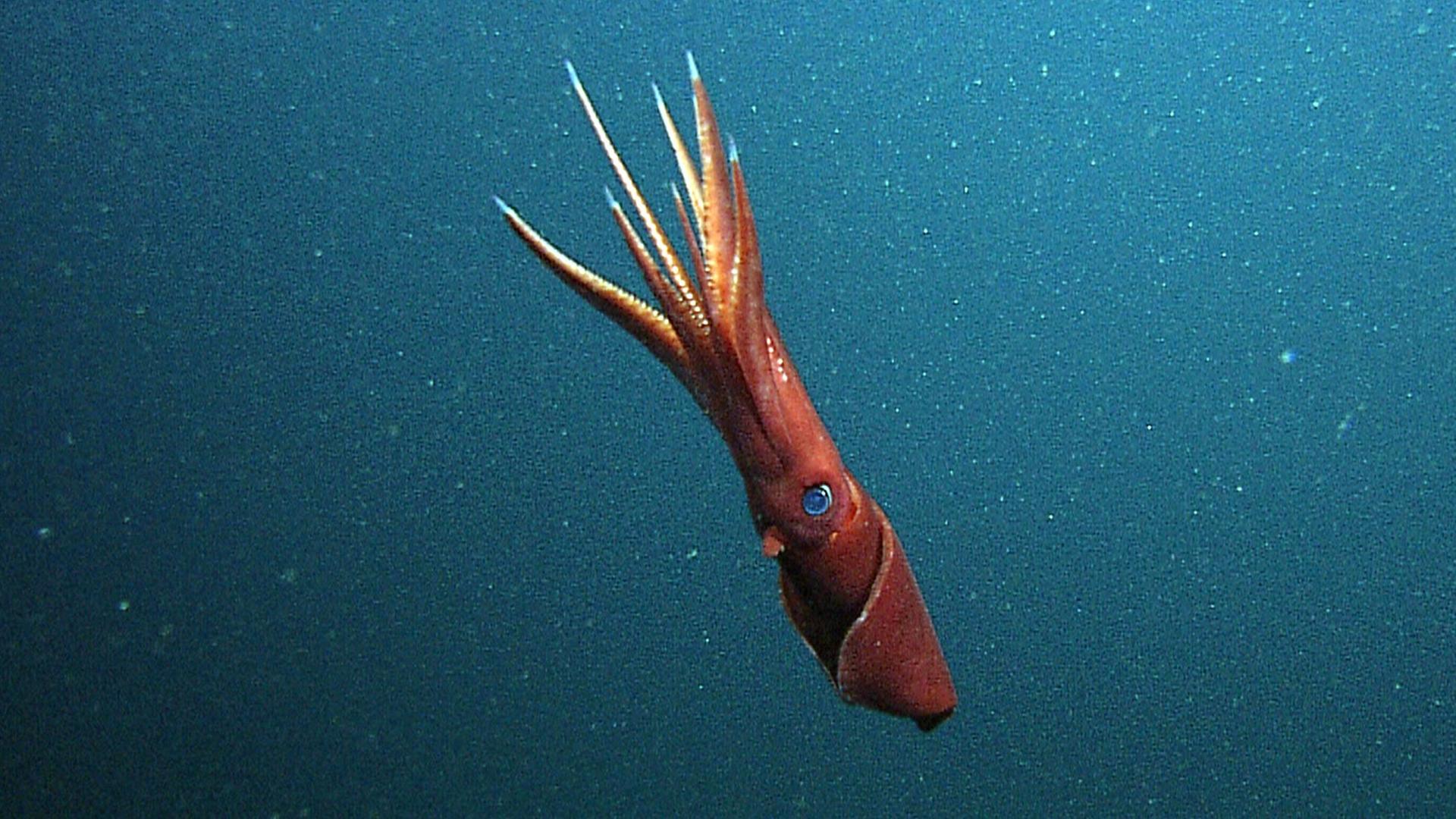 Tintenfisch in der Tiefsee, fotografiert in 854 Metern Tiefe. Tintenfisch in der Tiefsee, fotografiert in 854 Metern Tiefe.