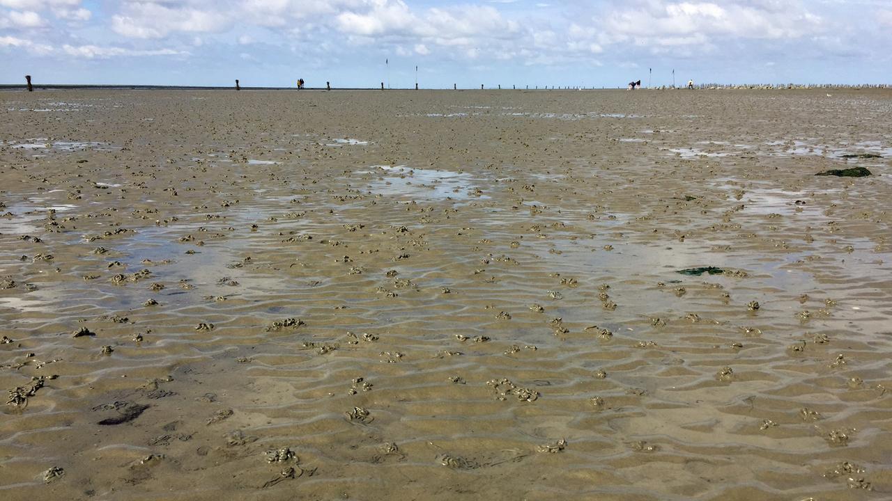 Blick übers Watt mit den typischen Wattwurm-Häufchen Blick übers Watt mit den typischen Wattwurm-Häufchen