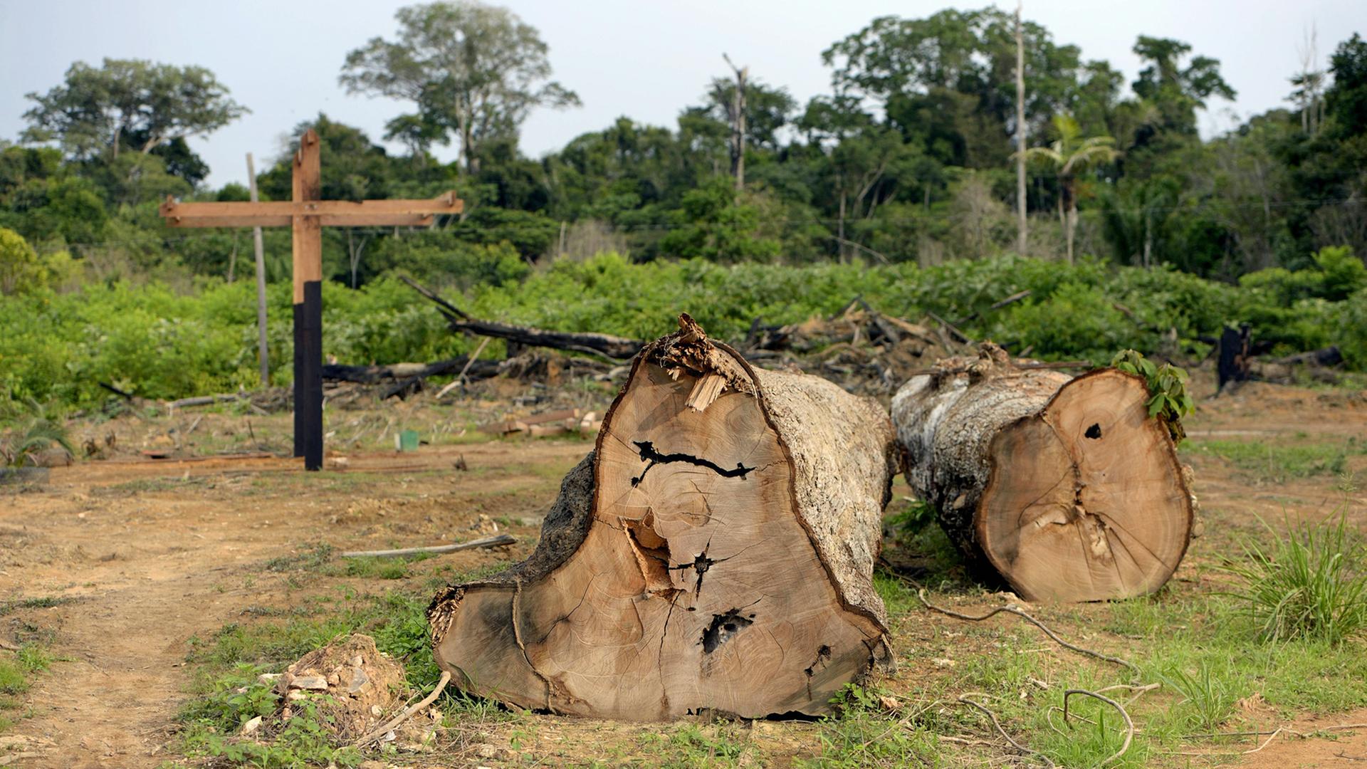 Illegal abgeholzte Bäume im Amazonas-Regenwald in Brasilien; aus zwei Baustämmen wurde ein Kreuz gebaut - im Hintergrund zu sehen Illegal abgeholzte Bäume im Amazonas-Regenwald in Brasilien; aus zwei Baustämmen wurde ein Kreuz gebaut - im Hintergrund zu sehen