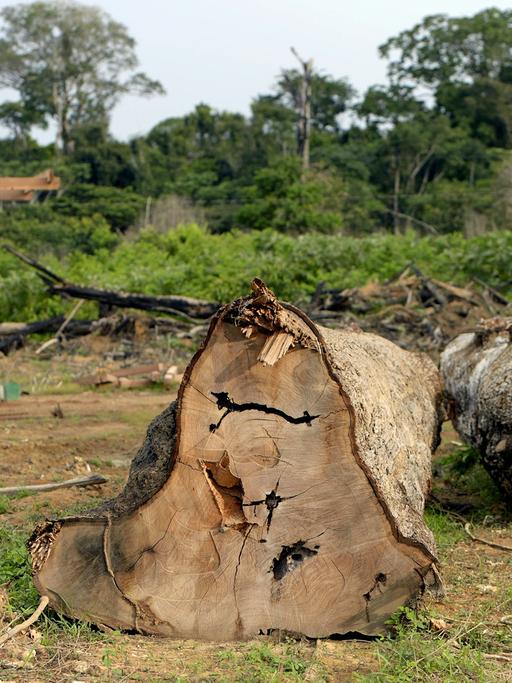 Illegal abgeholzte Bäume im Amazonas-Regenwald in Brasilien; aus zwei Baustämmen wurde ein Kreuz gebaut - im Hintergrund zu sehen