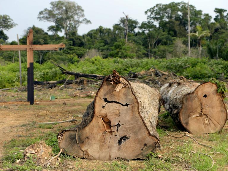 Illegal abgeholzte Bäume im Amazonas-Regenwald in Brasilien; aus zwei Baustämmen wurde ein Kreuz gebaut - im Hintergrund zu sehen