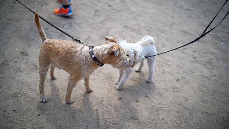 19.05.2019,Berlin,Deutschland,GER, zwei Hunde im Preußenpark, Bezirk Wilmersdorf. *** 19 05 2019,Berlin,Germany,GER, two dogs in Preußenpark, district Wilmersdorf 19.05.2019,Berlin,Deutschland,GER, zwei Hunde im Preußenpark, Bezirk Wilmersdorf. *** 19 05 2019,Berlin,Germany,GER, two dogs in Preußenpark, district Wilmersdorf