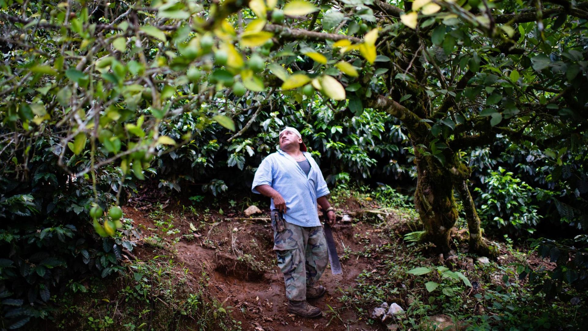 Ein Mann steht unter einem Baum in Guatemala. Ein Mann steht unter einem Baum in Guatemala.