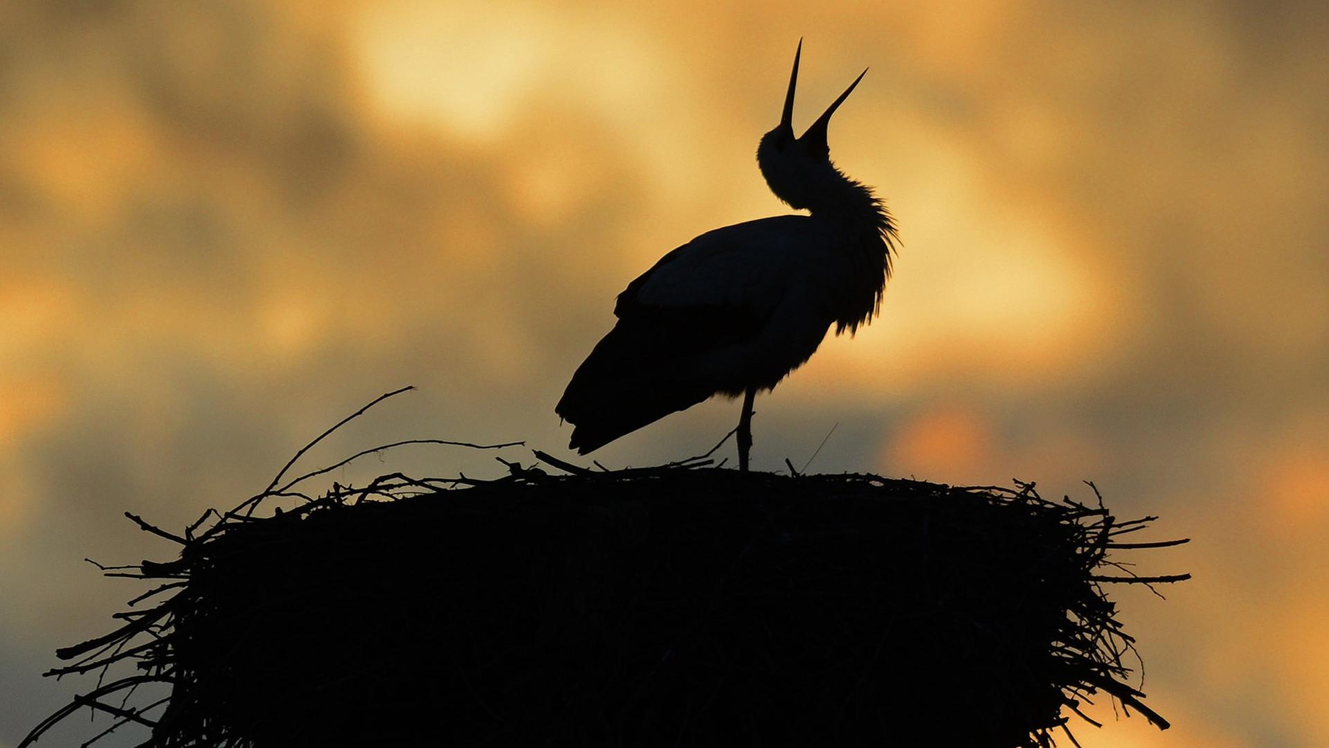 Storch in Abenddämmerung Storch in Abenddämmerung