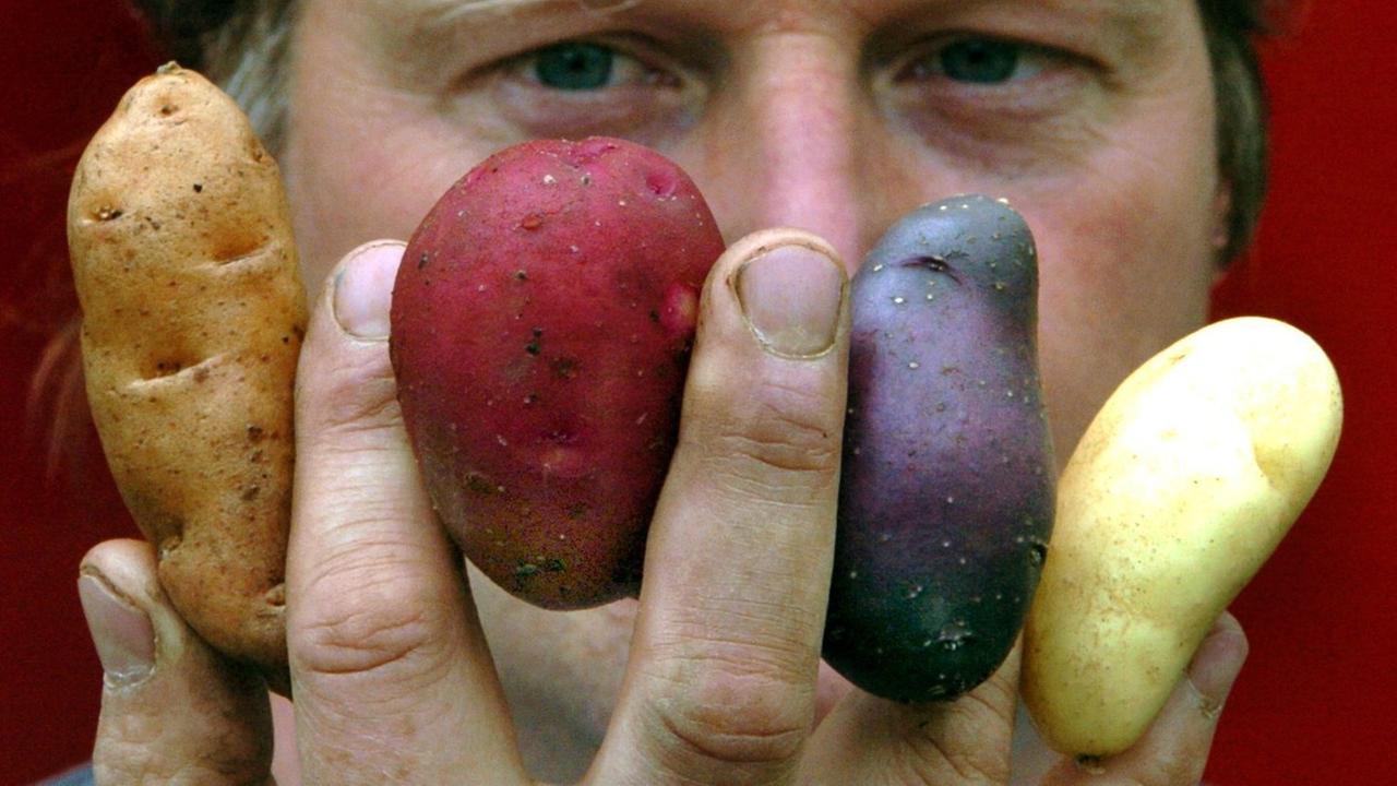 Unterschiedliche Kartoffelsorten mit den Namen (l-r) "Bamberger Hörnchen", "Highland Burgundy Red", "Blaue Salatkartoffel" und "Emma" hält am Mittwoch (23.06.2004) Biobauer Karsten Ellenberg in Barum (Kr. Uelzen) zwischen den Fingern. Unterschiedliche Kartoffelsorten mit den Namen (l-r) "Bamberger Hörnchen", "Highland Burgundy Red", "Blaue Salatkartoffel" und "Emma" hält am Mittwoch (23.06.2004) Biobauer Karsten Ellenberg in Barum (Kr. Uelzen) zwischen den Fingern.