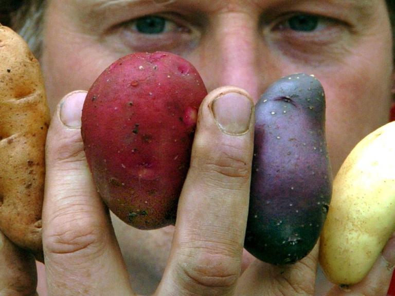 Unterschiedliche Kartoffelsorten mit den Namen (l-r) "Bamberger Hörnchen", "Highland Burgundy Red", "Blaue Salatkartoffel" und "Emma" hält am Mittwoch (23.06.2004) Biobauer Karsten Ellenberg in Barum (Kr. Uelzen) zwischen den Fingern.