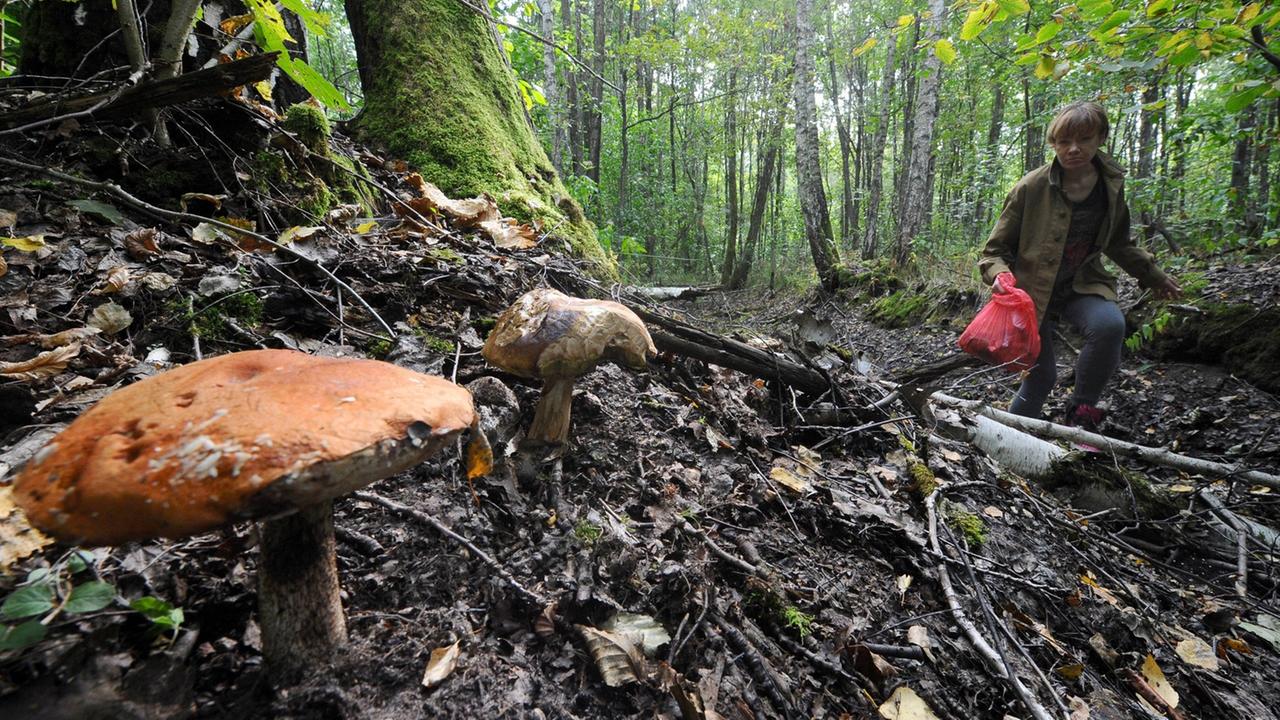 Eine Pilzsammlerin im September 2018 in einem Wald bei Gomel, Belarus. Eine Pilzsammlerin im September 2018 in einem Wald bei Gomel, Belarus.