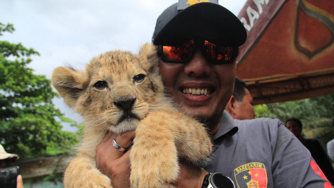 Löwenbaby auf der Schulter eines Polizisten. (Dezember 2019)
Die indonesische Polizei verhaftete einen Wildtierhändler, der illegalerweise drei Orang-Utans, vier Löwen und einen Leopard im Angebot hatte.