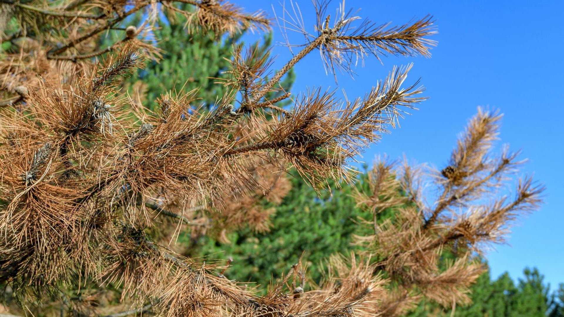 Braun sind die Nadeln einer vertrockneten Kiefer die an einem Waldrand in Brandenburg Braun sind die Nadeln einer vertrockneten Kiefer die an einem Waldrand in Brandenburg