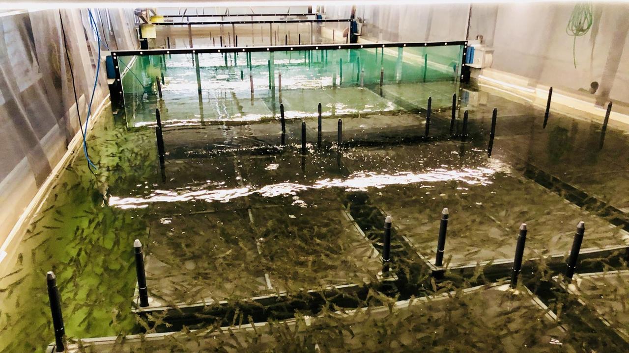 Blick in die Halle bei "Fördegarnelen" - Garnelen tummeln sich in verschiedenen Bereichen des Zuchtbeckens Blick in die Halle bei "Fördegarnelen" - Garnelen tummeln sich in verschiedenen Bereichen des Zuchtbeckens