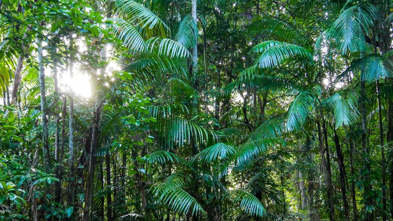 Surinams Urwald ist reich an Flora und Fauna. Viele Arten sind endemisch und kommen nur hier vor. Je weiter Richtung Süden, desto unberührter ist der Wald. Surinams Urwald ist reich an Flora und Fauna. Viele Arten sind endemisch und kommen nur hier vor. Je weiter Richtung Süden, desto unberührter ist der Wald.