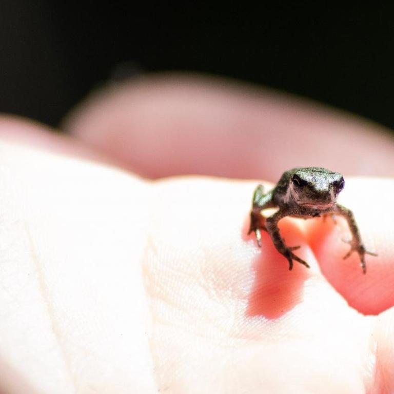Ein Mini-Frosch auf einer Hand.