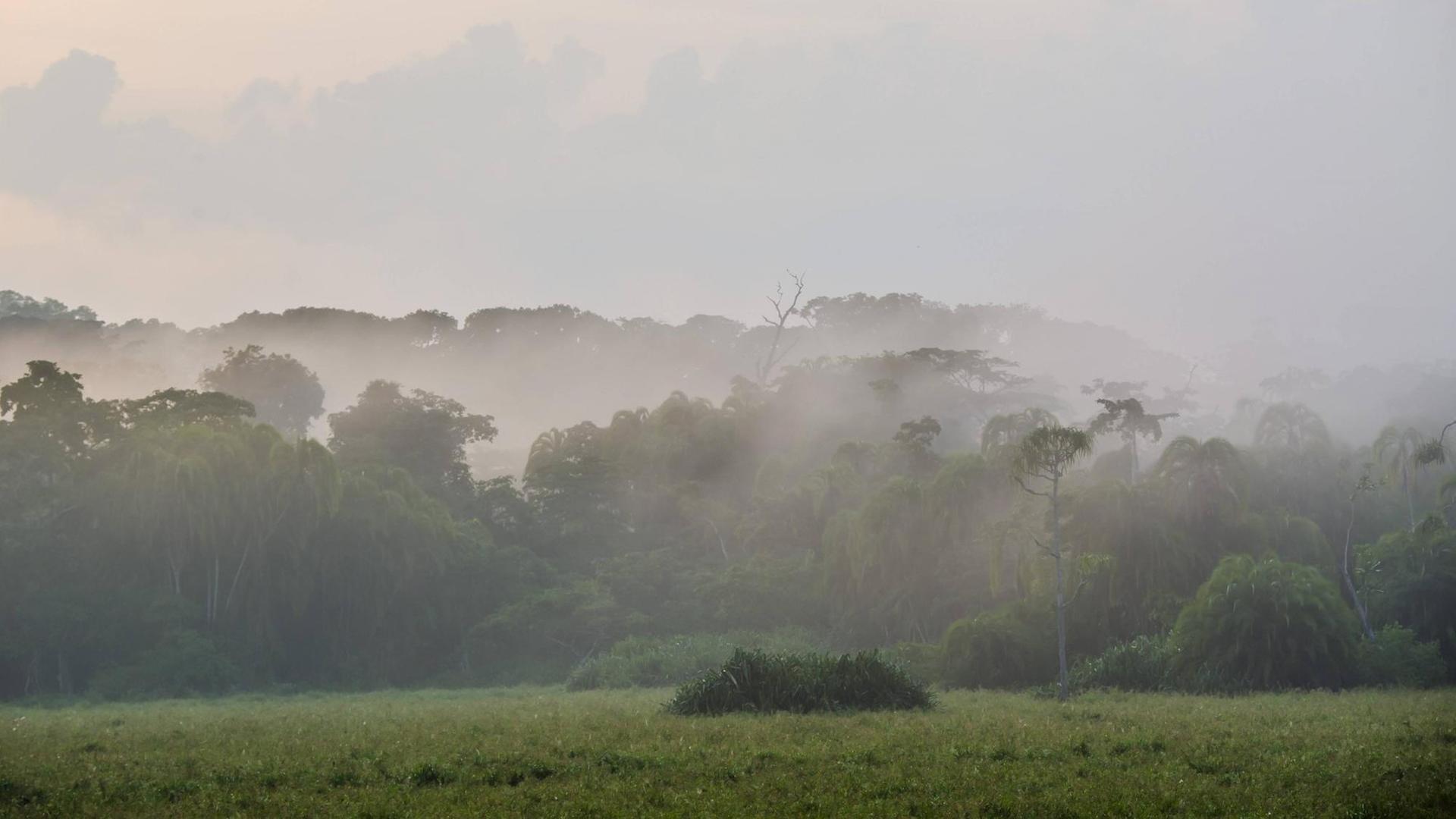 Nebel über einer Lichtung im Regenwald, Lobéké-Nationalpark / Kamerun Nebel über einer Lichtung im Regenwald, Lobéké-Nationalpark / Kamerun