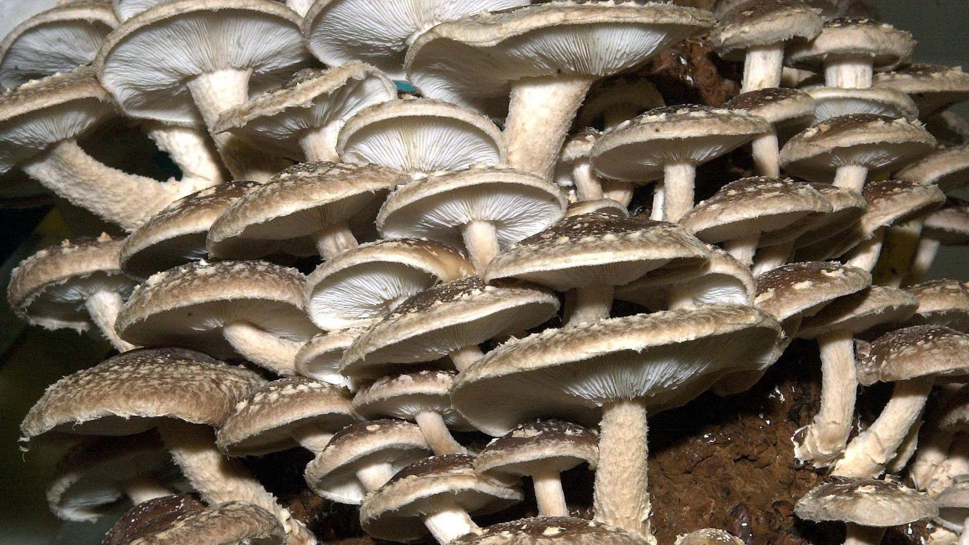 Shiitake-Pilze auf dem Pilzhof von Ronald Schulz. Der aus Asien stammende Weissfäulepilz wächst ausschließlich auf abgestorbenem Holz und erreicht einen Hutdurchmesser bis zu zwölf Zentimeter.