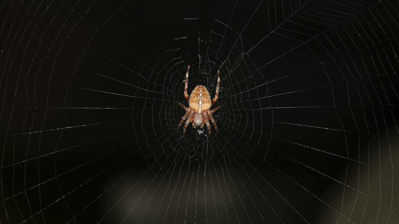 Eine Spinne in ihrem Netz vor dunklem Hintergrund Eine Spinne in ihrem Netz vor dunklem Hintergrund