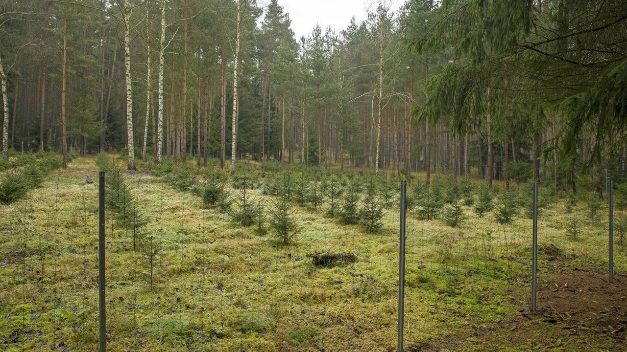 Kleine Fichten in einer Anpflanzung mit Wildzaun Kleine Fichten in einer Anpflanzung mit Wildzaun