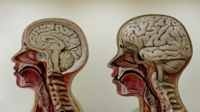 Im Deutschen Hygiene-Museum Dresden wird in einer dauerhaften Ausstellung das menschliche Gehirn vorgestellt, 2005 Im Deutschen Hygiene-Museum Dresden wird in einer dauerhaften Ausstellung das menschliche Gehirn vorgestellt, 2005