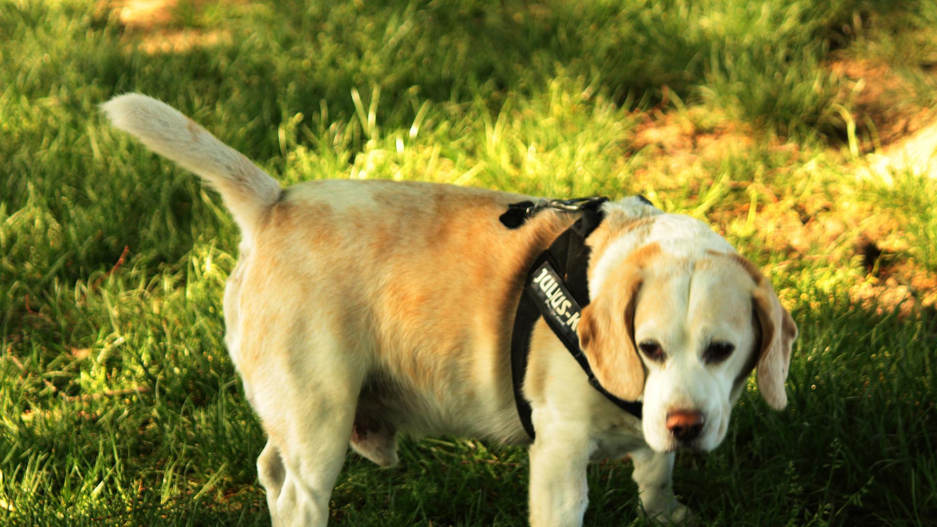Ein Beagle-Hund