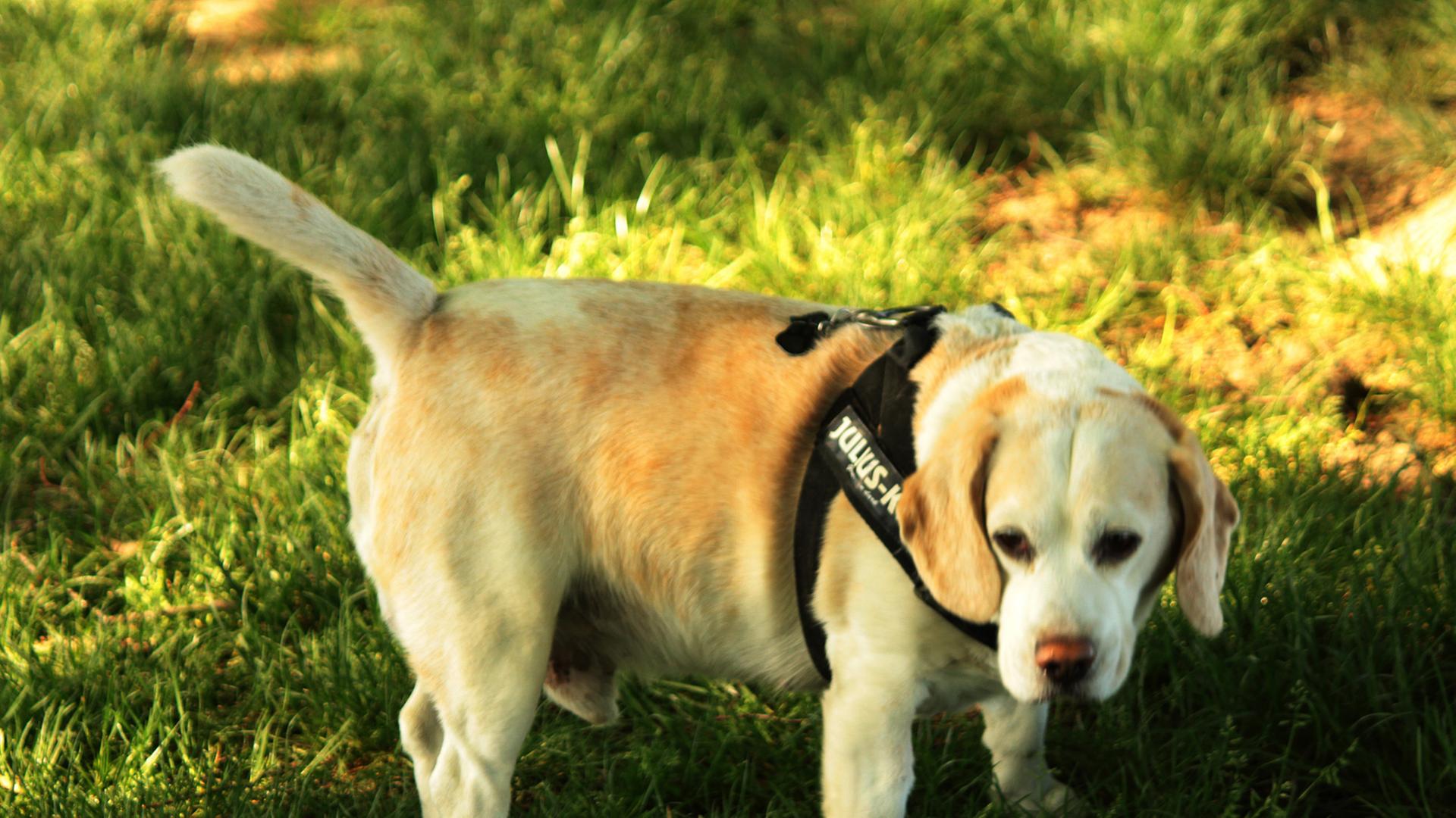 Ein Beagle-Hund Ein Beagle-Hund