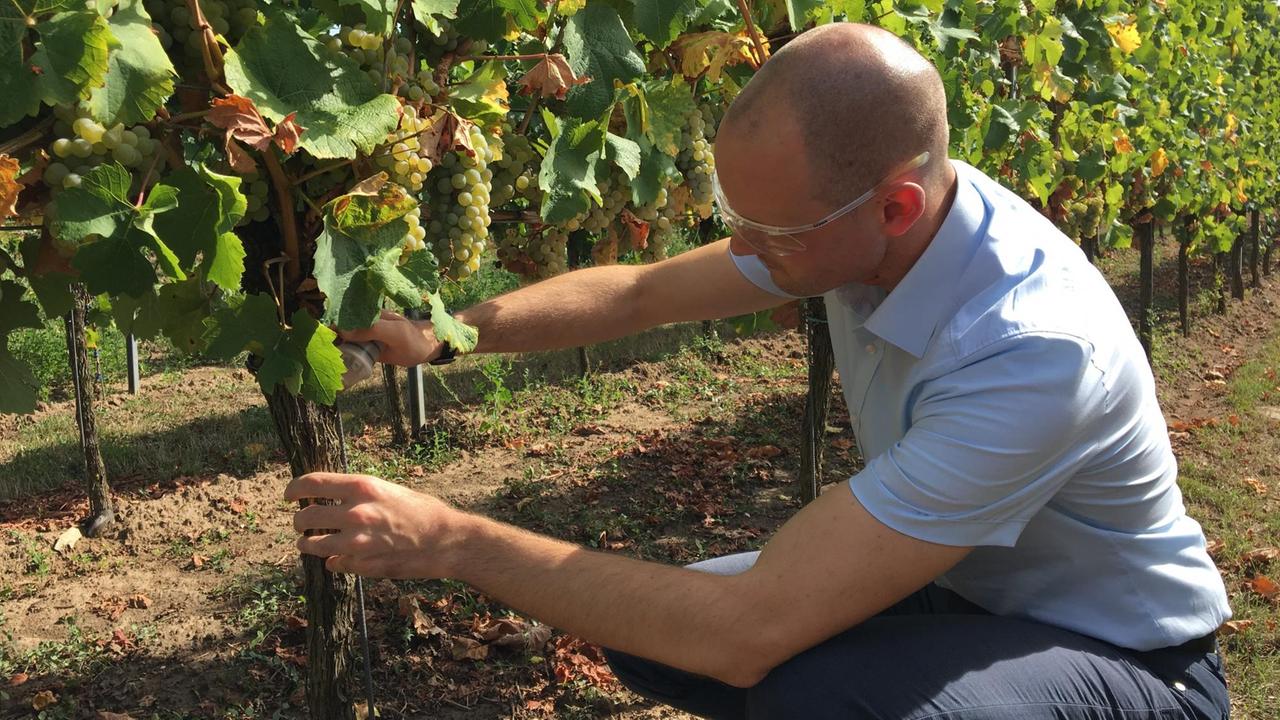 Dr. Jochen Fischer vom Institut für Biotechnologie spritzt das Fungizid in der Nanohülle aus Lignin Dr. Jochen Fischer vom Institut für Biotechnologie spritzt das Fungizid in der Nanohülle aus Lignin