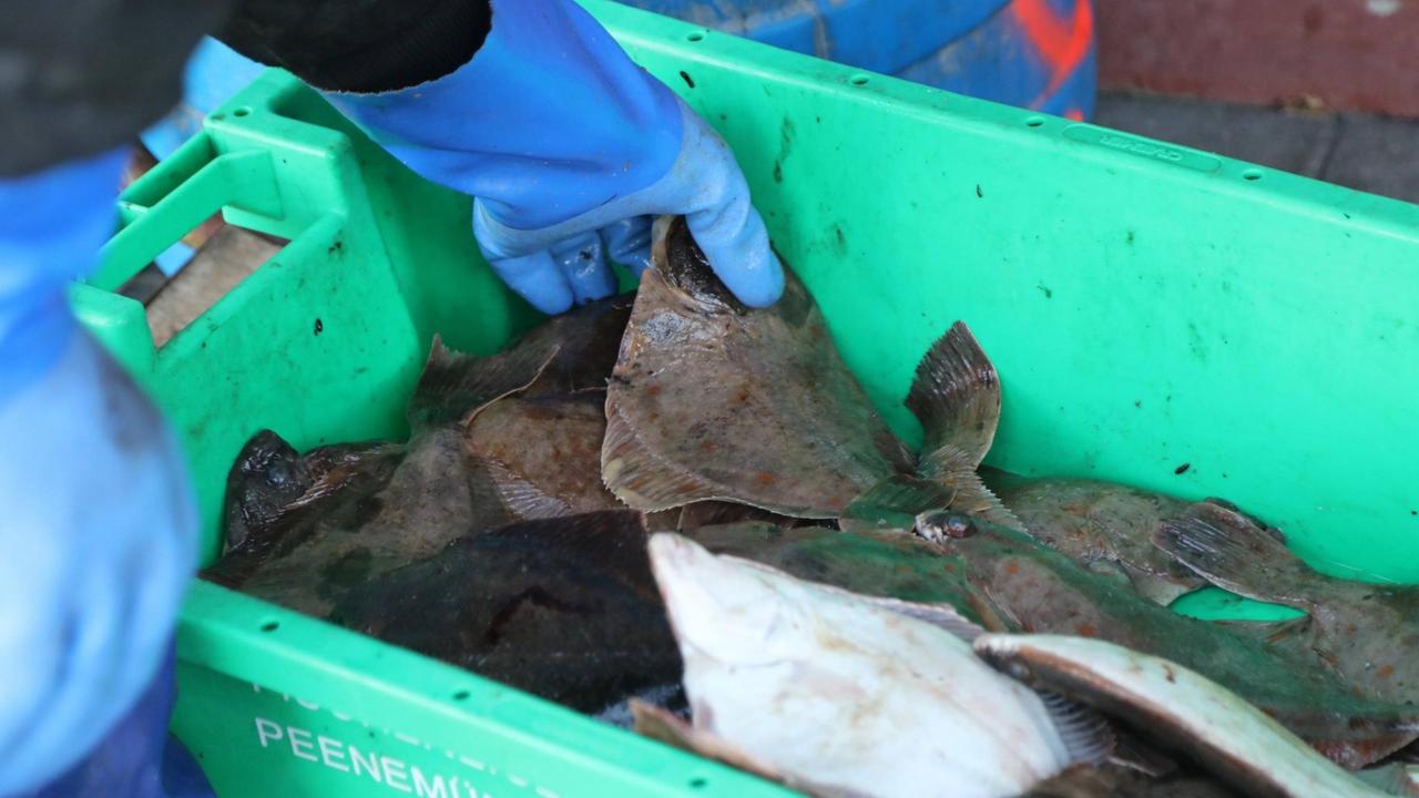 In einer grünen Plastikkiste liegen frisch gefangene Flundern. In einer grünen Plastikkiste liegen frisch gefangene Flundern.