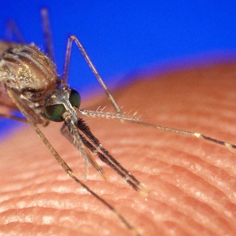 This female Anopheles gambiae mosquito-one of several species that can carry deadly malaria-surely used her sophisticated sniffing ability to find a place to eat. Foto: NNS /Landov dpa